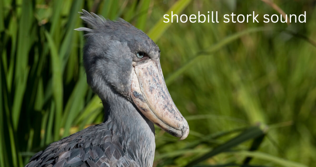 shoebill stork sound