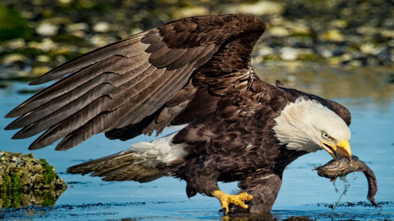 define Hancock Bird