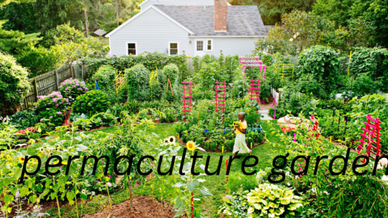 permaculture garden